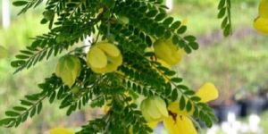 Cassia Oil