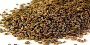 Celery Seed Oil