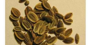 Dill Seed Oil (BP/USP Grade)
