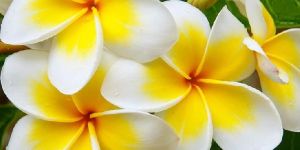 Frangipani Absolute