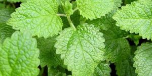 Mentha Citrata Oil