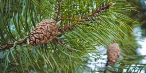 Pine Oil