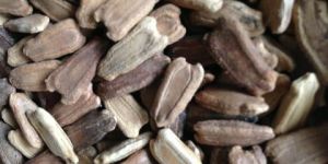 Sponge Gourd Seed Oil