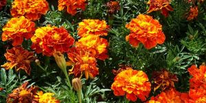 Tagetes Oil