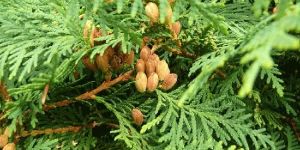 THUJA WOOD OIL
