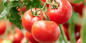 Tomato Seed Oil