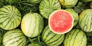 Watermelon Seed Oil