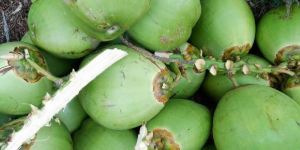 Green Tender Coconut
