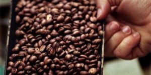 Monsoon Malabar Roasted Coffee Beans
