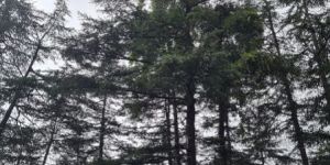 Cedarwood Essential Oil