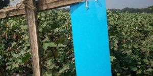 Insect Glue Trap
