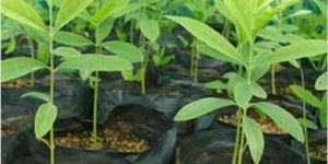 White Sandalwood Plants