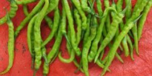 Green Chilli