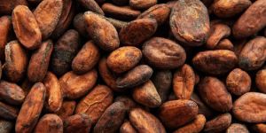 Cocoa Beans