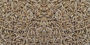 Cumin Seeds