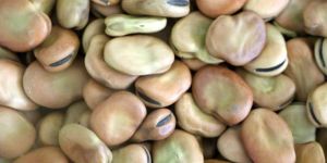 Dry Fava Beans
