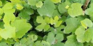 Grapes Fruit Plants