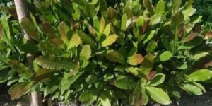 Kaju Badam Plant