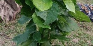 Kat Badam Plant