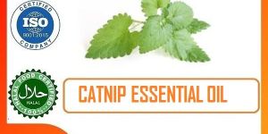 Catnip Essential Oil