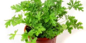Citronella Essential Oil