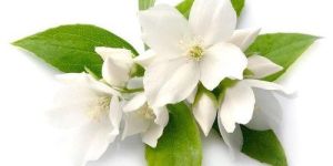Jasmine Essential Oil