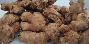 FreshGinger