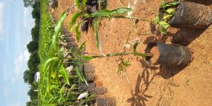 Mango Plant Saplings
