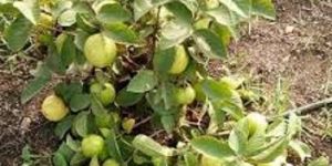 Taiwan Pink Guava Plants