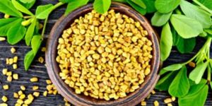 Fenugreek