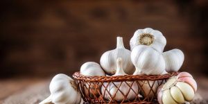 Garlic