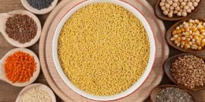 Millet Seed