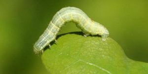 Riso Organic Pesticide