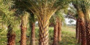 Date Palm Trees