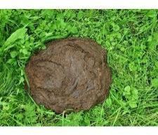 Cow Dung