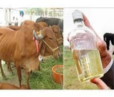 Cow Urine