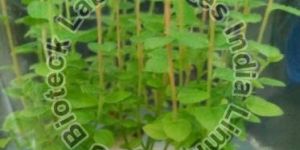 Blueberry Tissue Culture Plants