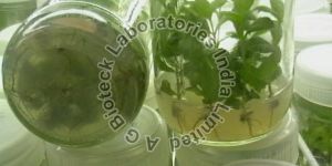 Teak Tissue Culture Plants