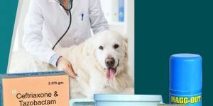 Veterinary PCD Pharma Franchise