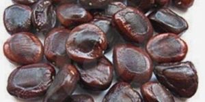 Tamarind Seed