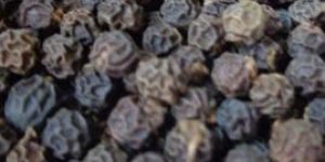 Black Pepper