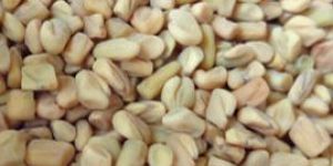 Fenugreek