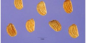 Centella Asiatica Seeds