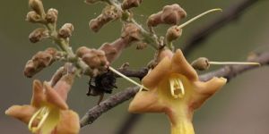 Gmelina Arborea Seeds