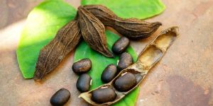 Mucuna Pruriens Seeds