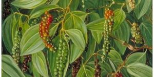 Piper Nigrum for Germination