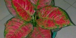 Caladium Red and Brown Plant
