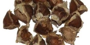 Dried Moringa Seed