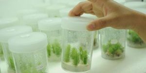 Agar Agar Plant Tissue Culture Grade