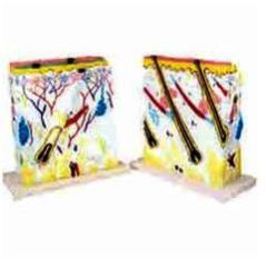 Enlarged Human Skin Model